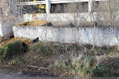 IMG_20241103_114752